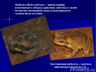 Тростниковая жаба-ага — крупное земноводное весом до 2 кг Жаба-ага (Bufo marinus