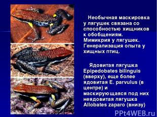 Необычная маскировка у лягушек связана со способностью хищников к обобщениям. Ми