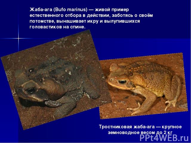 Тростниковая жаба-ага — крупное земноводное весом до 2 кг Жаба-ага (Bufo marinus) — живой пример естественного отбора в действии, заботясь о своём потомстве, вынашивает икру и вылупившихся головастиков на спине.