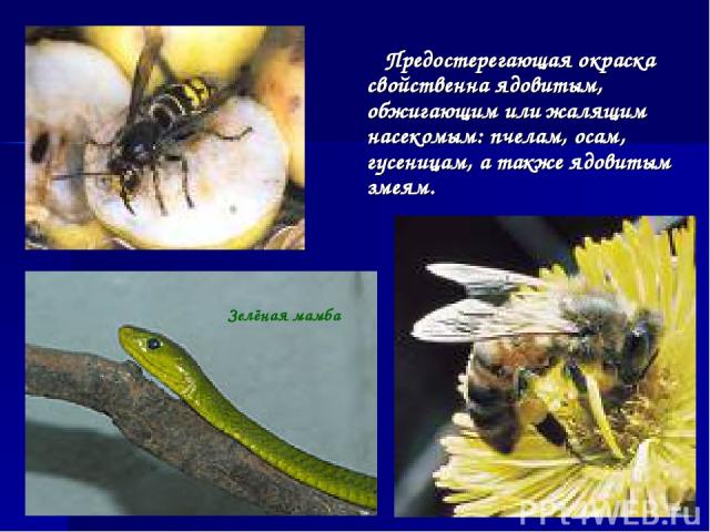 Предостерегающая окраска свойственна ядовитым, обжигающим или жалящим насекомым: пчелам, осам, гусеницам, а также ядовитым змеям. Зелёная мамба