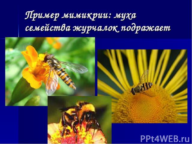 Пример мимикрии: муха семейства журчалок подражает пчеле