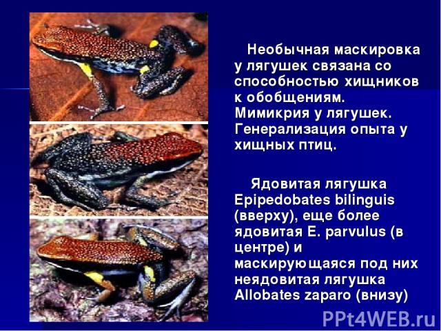 Необычная маскировка у лягушек связана со способностью хищников к обобщениям. Мимикрия у лягушек. Генерализация опыта у хищных птиц. Ядовитая лягушка Epipedobates bilinguis (вверху), еще более ядовитая E. parvulus (в центре) и маскирующаяся под них …