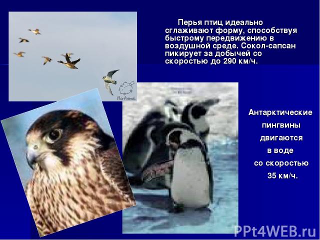 Перья птиц идеально сглаживают форму, способствуя быстрому передвижению в воздушной среде. Сокол-сапсан пикирует за добычей со скоростью до 290 км/ч. Антарктические пингвины двигаются в воде со скоростью 35 км/ч.