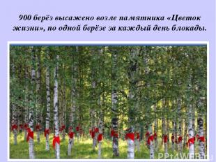 900 берёз высажено возле памятника «Цветок жизни», по одной берёзе за каждый ден