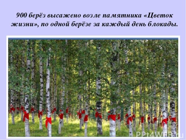 900 берёз высажено возле памятника «Цветок жизни», по одной берёзе за каждый день блокады.