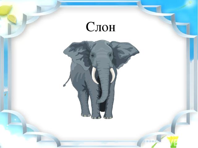 Слон схема слова 1. Слон схема слова цветная. Слоненок схема слова цветная. Схема слова слон.