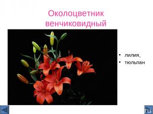 Околоцветник венчиковидный лилия, тюльпан