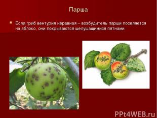 Парша Если гриб вентурия неравная – возбудитель парши поселяется на яблоко, они