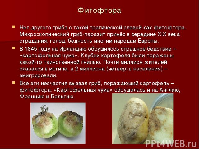 Фитофтора Нет другого гриба с такой трагической славой как фитофтора. Микроскопический гриб-паразит принёс в середине XIX века страдания, голод, бедность многим народам Европы. В 1845 году на Ирландию обрушилось страшное бедствие – «картофельная чум…