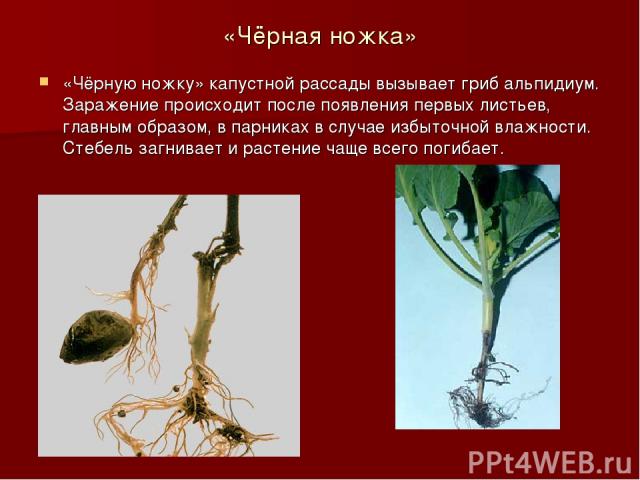 «Чёрная ножка» «Чёрную ножку» капустной рассады вызывает гриб альпидиум. Заражение происходит после появления первых листьев, главным образом, в парниках в случае избыточной влажности. Стебель загнивает и растение чаще всего погибает.