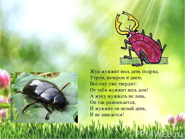 Текст про жуков. Стихи про Жуков. Стихотворение про жука. Жук жужжит. Жук жужжит весь день.