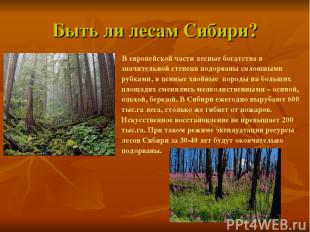 Быть ли лесам Сибири? В европейской части лесные богатства в значительной степен