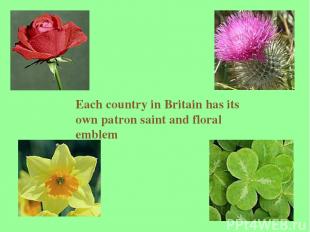 Each country in Britain has its own patron saint and floral emblem