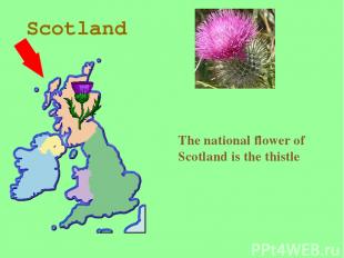 Scotland The national flower of Scotland is the thistle