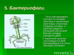 * 5. Бактериофаги. Тело бактериофага состоит из головки, хвостика и нескольких х