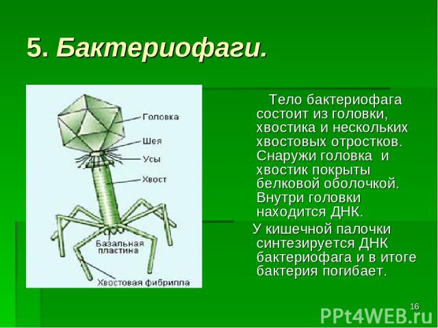 * 5. Бактериофаги. Тело бактериофага состоит из головки, хвостика и нескольких хвостовых отростков. Снаружи головка и хвостик покрыты белковой оболочкой. Внутри головки находится ДНК. У кишечной палочки синтезируется ДНК бактериофага и в итоге бакте…