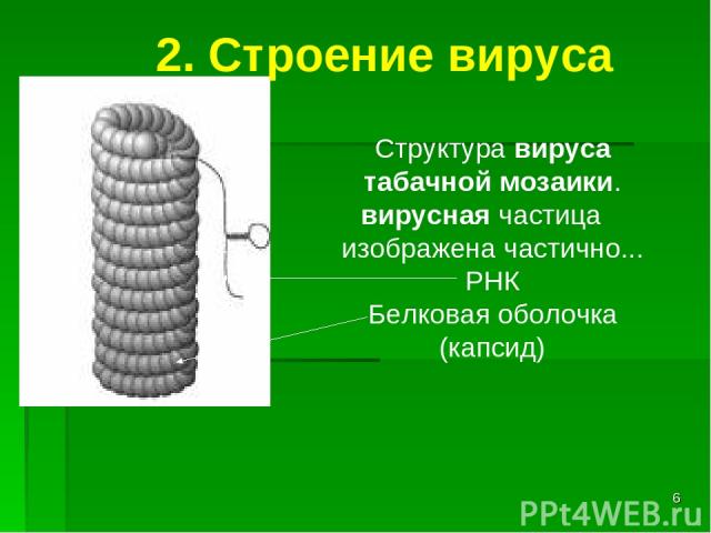 * Структура вируса табачной мозаики. вирусная частица изображена частично... РНК Белковая оболочка (капсид) 2. Строение вируса