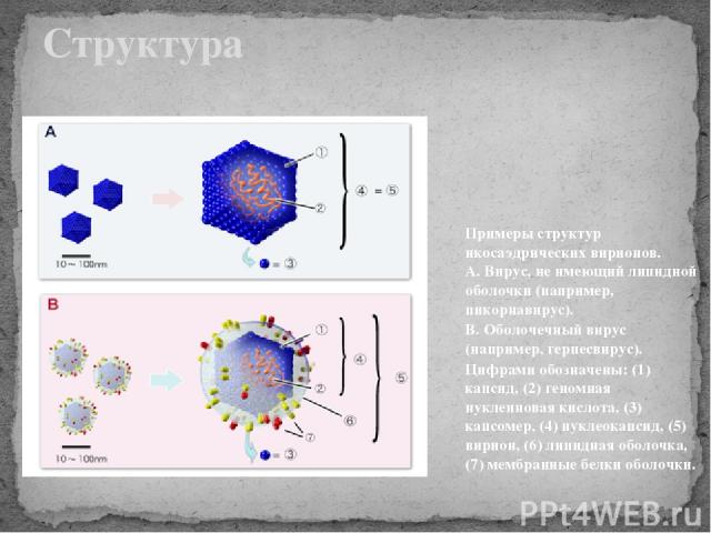 Структура Примеры структур икосаэдрических вирионов. А. Вирус, не имеющий липидной оболочки (например, пикорнавирус). B. Оболочечный вирус (например, герпесвирус). Цифрами обозначены: (1) капсид, (2) геномная нуклеиновая кислота, (3) капсомер, (4) н…