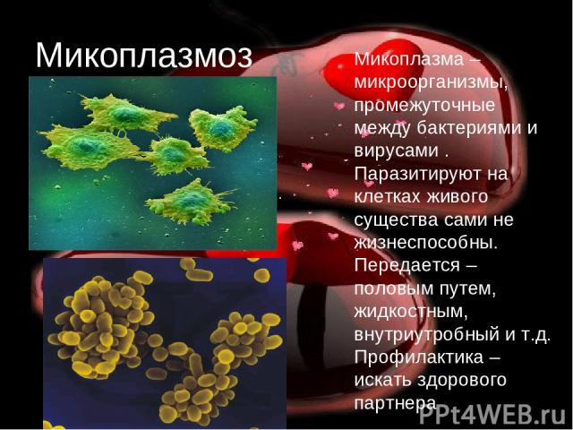 Микоплазмоз Микоплазма – микроорганизмы, промежуточные между бактериями и вирусами . Паразитируют на клетках живого существа сами не жизнеспособны. Передается – половым путем, жидкостным, внутриутробный и т.д. Профилактика – искать здорового партнера