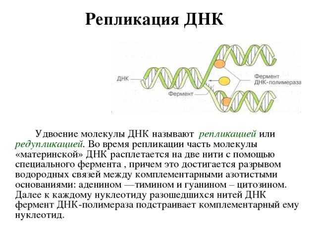Репликация ДНК Удвоение молекулы ДНК называют репликацией или редупликацией. Во время репликации часть молекулы «материнской» ДНК расплетается на две нити с помощью специального фермента , причем это достигается разрывом водородных связей между комп…