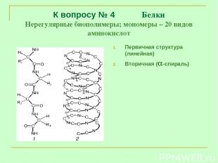 К вопросу № 4 Белки Нерегулярные биополимеры; мономеры – 20 видов аминокислот Пе