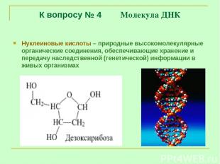 К вопросу № 4 Молекула ДНК Нуклеиновые кислоты – природные высокомолекулярные ор