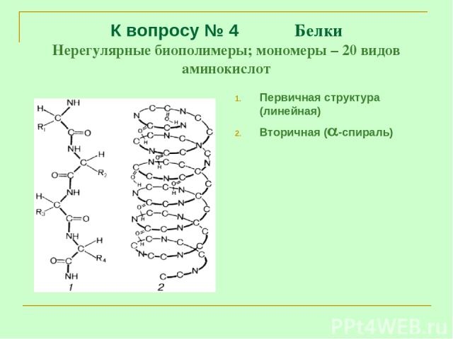 К вопросу № 4 Белки Нерегулярные биополимеры; мономеры – 20 видов аминокислот Первичная структура (линейная) Вторичная ( -спираль)