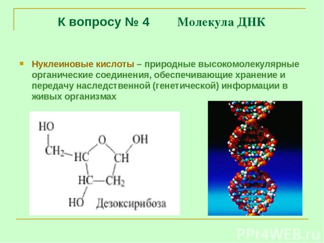 К вопросу № 4 Молекула ДНК Нуклеиновые кислоты – природные высокомолекулярные органические соединения, обеспечивающие хранение и передачу наследственной (генетической) информации в живых организмах
