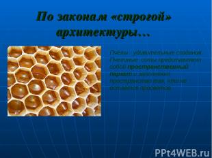 По законам «строгой» архитектуры… Пчёлы - удивительные создания. Пчелиные соты п