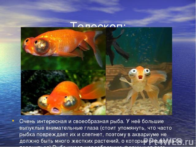 Телескоп: Очень интересная и своеобразная рыба. У неё большие выпуклые внимательные глаза (стоит упомянуть, что часто рыбка повреждает их и слепнет, поэтому в аквариуме не должно быть много жестких растений, о которые она могла бы пораниться).Рыба и…