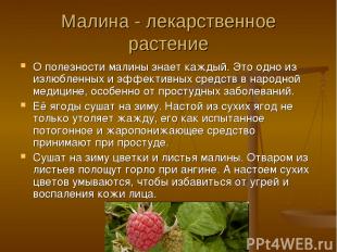 Малина - лекарственное растение О полезности малины знает каждый. Это одно из из