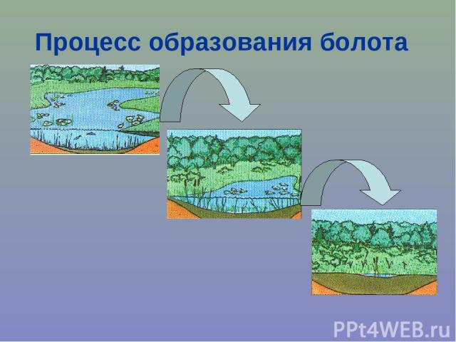 Процесс образования болота