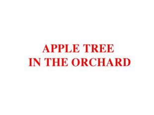 APPLE TREE IN THE ORCHARD