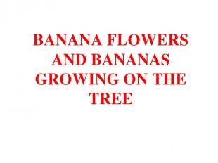 BANANA FLOWERS AND BANANAS GROWING ON THE TREE