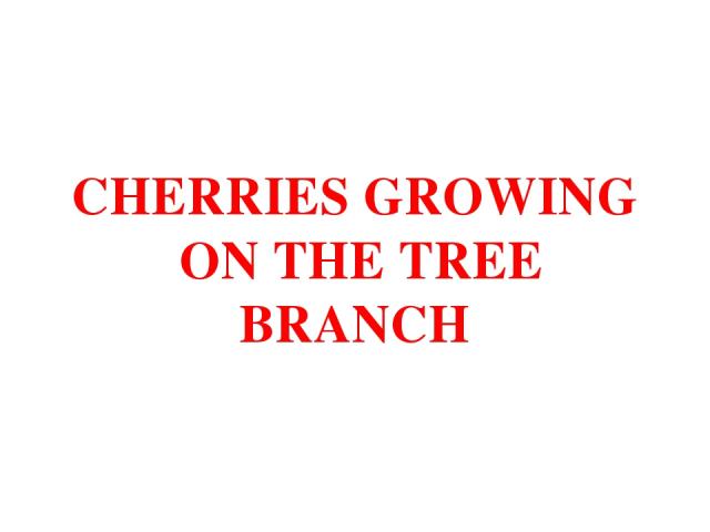 CHERRIES GROWING ON THE TREE BRANCH