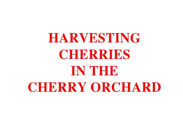 HARVESTING CHERRIES IN THE CHERRY ORCHARD