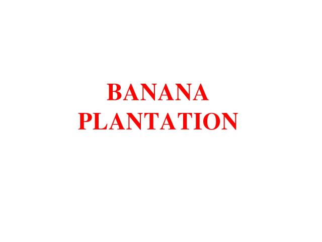 BANANA PLANTATION