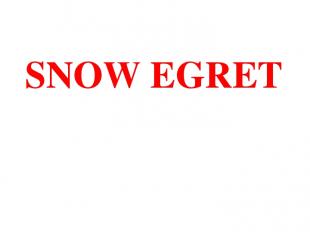 SNOW EGRET