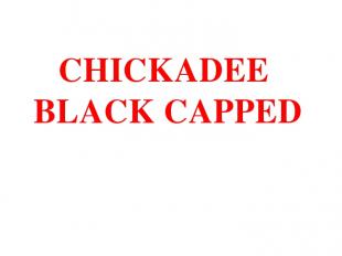 CHICKADEE BLACK CAPPED