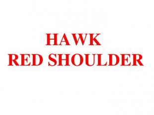 HAWK RED SHOULDER