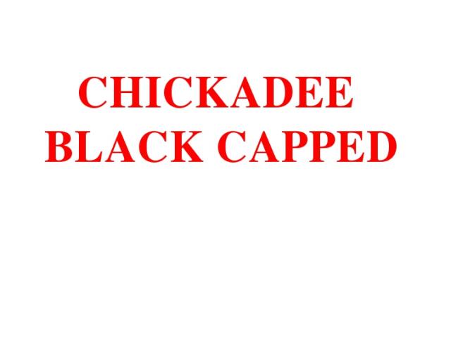 CHICKADEE BLACK CAPPED