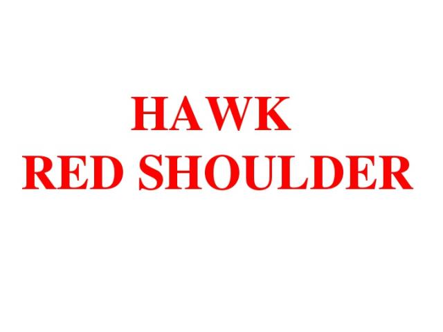 HAWK RED SHOULDER