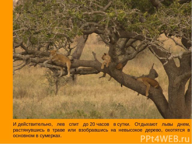 И действительно, лев спит до 20 часов в сутки. Отдыхают львы днем, растянувшись в траве или взобравшись на невысокое дерево, охотятся в основном в сумерках.