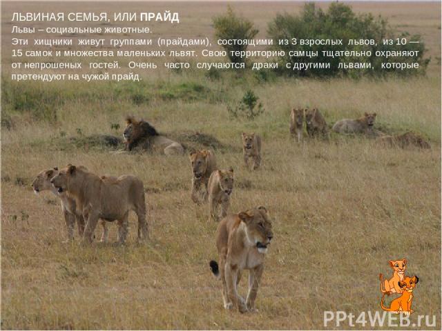 ЛЬВИНАЯ СЕМЬЯ, ИЛИ ПРАЙД Львы – социальные животные. Эти хищники живут группами (прайдами), состоящими из 3 взрослых львов, из 10 — 15 самок и множества маленьких львят. Свою территорию самцы тщательно охраняют от непрошеных гостей. Очень часто случ…