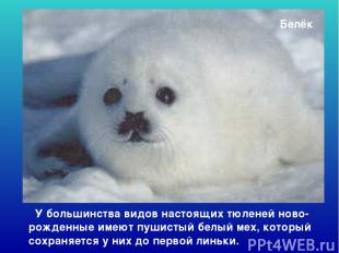 Белёк У большинства видов настоящих тюленей ново-рожденные имеют пушистый белый