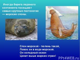 Слон морской - тюлень такой,  Ловок он в воде морской.  Он холодный океан  Ценит