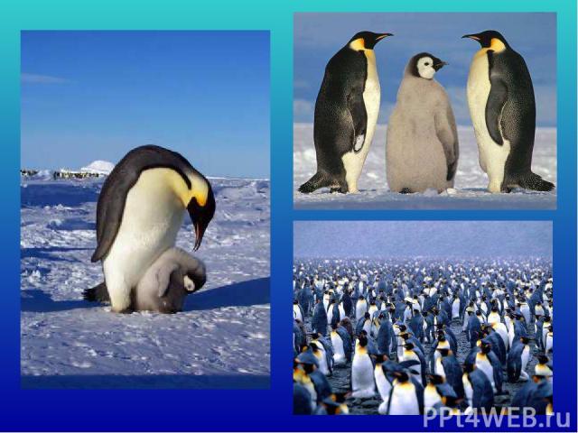 В антарктиде снег и лед, гололед и иней. Несмотря на то, живёт там народ пингвиний. Замечательный народ устали не знает — дружно фраки каждый день В проруби стирает.