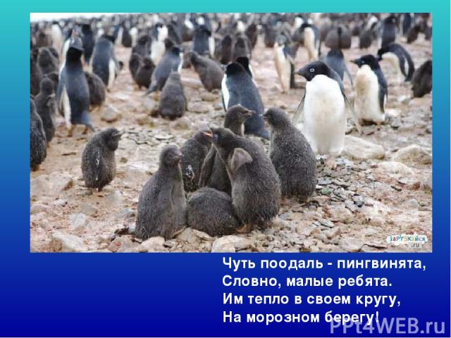 Чуть поодаль - пингвинята,  Словно, малые ребята. Им тепло в своем кругу,  На морозном берегу! Чуть поодаль - пингвинята, словно, малые ребята. Им тепло в своем кругу, на морозном берегу!