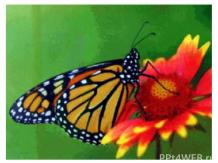 Бабочки монархи