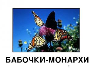 БАБОЧКИ-МОНАРХИ Бабочки-монархи